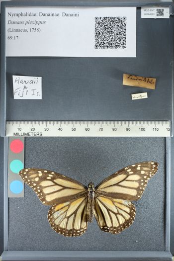 Media type: image;   Entomology 164591
